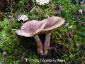 Tricholomopsis rutilans-amf1890